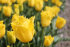 Тюльпан Гамильтон (Tulipa Hamilton), 10 шт (разбор 12/14)