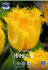 Тюльпан Гамильтон (Tulipa Hamilton), 10 шт (разбор 12/14)