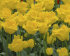 Тюльпан Гамильтон (Tulipa Hamilton), 10 шт (разбор 12/14)