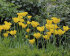 Тюльпан Гамильтон (Tulipa Hamilton), 10 шт (разбор 12/14)
