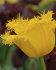 Тюльпан Гамильтон (Tulipa Hamilton), 10 шт (разбор 12/14)