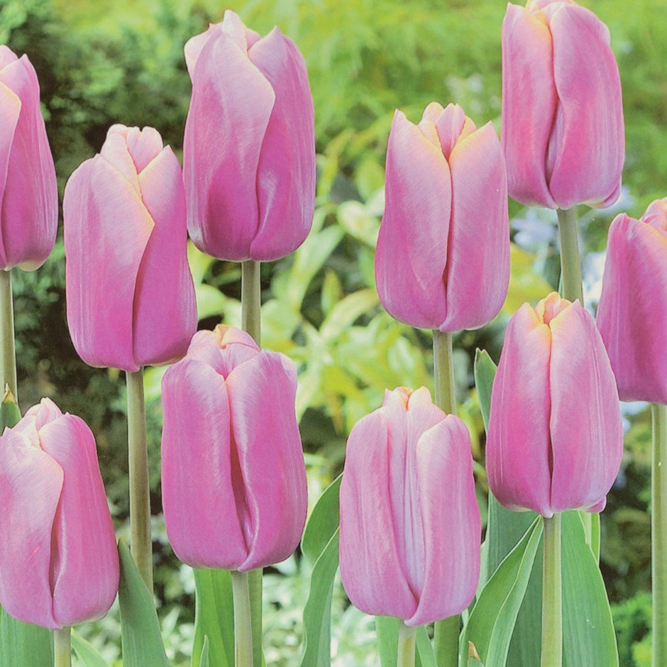  тюльпан холланд бьюти (holland beauty), 25 шт по цене 406 руб. в .