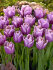 Тюльпан Холланд Бьюти (Holland Beauty), 25 шт