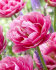 Тюльпан Авейрон (Tulipa Aveyron), 10 шт (разбор 12/14)