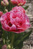Тюльпан Авейрон (Tulipa Aveyron), 10 шт (разбор 12/14)