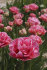 Тюльпан Авейрон (Tulipa Aveyron), 10 шт (разбор 12/14)