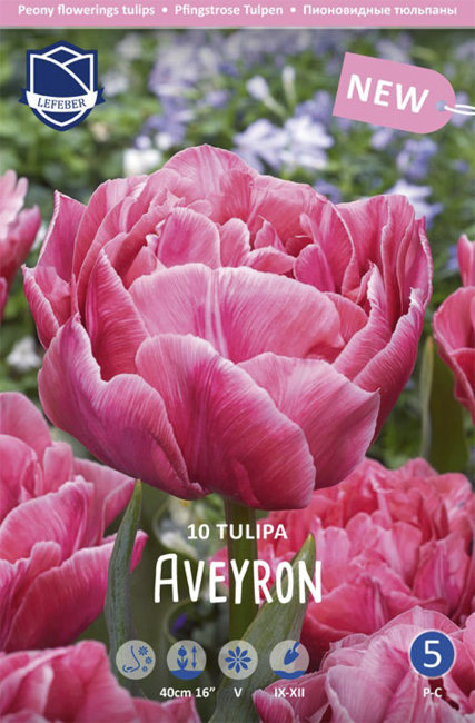 Тюльпан Авейрон (Tulipa Aveyron), 10 шт (разбор 12/14)