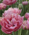 Тюльпан Авейрон (Tulipa Aveyron), 10 шт (разбор 12/14)