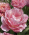 Тюльпан Авейрон (Tulipa Aveyron), 10 шт (разбор 12/14)