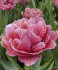 Тюльпан Авейрон (Tulipa Aveyron), 10 шт (разбор 12/14)