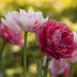 Тюльпан Авейрон (Tulipa Aveyron), 10 шт (разбор 12/14)