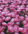Тюльпан Авейрон (Tulipa Aveyron), 10 шт (разбор 12/14)