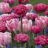 Тюльпан Авейрон (Tulipa Aveyron), 10 шт (разбор 12/14)
