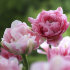 Тюльпан Авейрон (Tulipa Aveyron), 10 шт (разбор 12/14)