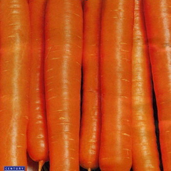 Морковь длинная тупая без сердцевины