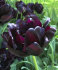 Тюльпан Блек Хиро (Tulipa Black Hero), 10 шт (разбор 12/14)
