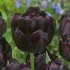 Тюльпан Блек Хиро (Tulipa Black Hero), 10 шт (разбор 12/14)