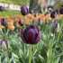 Тюльпан Блек Хиро (Tulipa Black Hero), 10 шт (разбор 12/14)