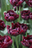 Тюльпан Блек Хиро (Tulipa Black Hero), 10 шт (разбор 12/14)
