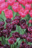 Тюльпан Блек Хиро (Tulipa Black Hero), 10 шт (разбор 12/14)