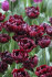 Тюльпан Блек Хиро (Tulipa Black Hero), 10 шт (разбор 12/14)