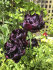 Тюльпан Блек Хиро (Tulipa Black Hero), 10 шт (разбор 12/14)