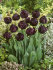 Тюльпан Блек Хиро (Tulipa Black Hero), 10 шт (разбор 12/14)