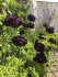 Тюльпан Блек Хиро (Tulipa Black Hero), 10 шт (разбор 12/14)