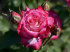 Роза чайно-гибридная Хайлендер (High Lander)