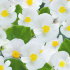 Бегония вечноцветущая Вариация белая F1, 4 шт семян