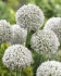 Аллиум Пинг Понг (Allium Ping Pong), 25 шт (разбор 7/8)