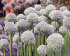 Аллиум Пинг Понг (Allium Ping Pong), 25 шт (разбор 7/8)