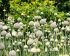 Аллиум Пинг Понг (Allium Ping Pong), 25 шт (разбор 7/8)