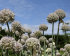 Аллиум Пинг Понг (Allium Ping Pong), 25 шт (разбор 7/8)