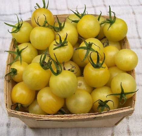 Yel_Cherry Tomatoes.jpg