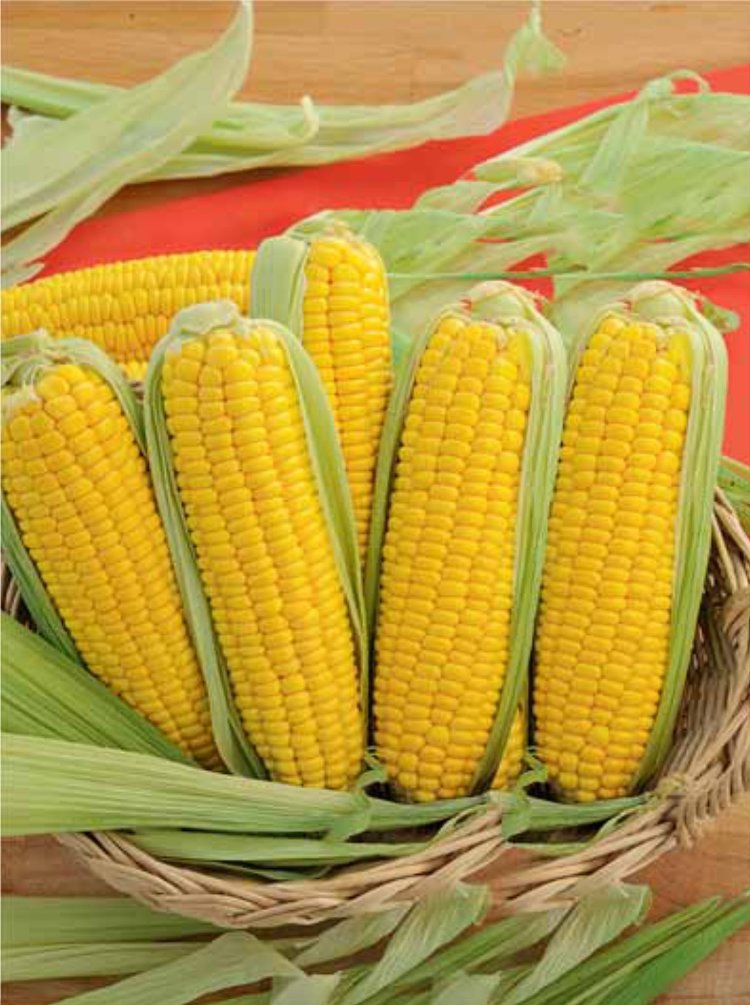 Сладость кукурузу. Сорт кукурузы Киара. Сорт кукурузы Лионель. Кукуруза сахарная тройная сладость.