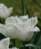 Тюльпан Сван Уинг (Swan Wings), 150 шт