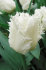 Swan-Wings.jpg