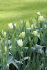 Тюльпан Пуриссима (Tulipa Purissima), 25 шт (разбор 12/14)