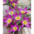 Тюльпан пульчелла Истерн Стар (Tulipa pulchela Eastern Star), 15 шт