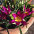 Тюльпан пульчелла Истерн Стар (Tulipa pulchela Eastern Star), 15 шт