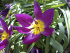 Тюльпан пульчелла Истерн Стар (Tulipa pulchela Eastern Star), 15 шт