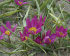 Тюльпан пульчелла Истерн Стар (Tulipa pulchela Eastern Star), 15 шт