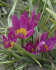 Тюльпан пульчелла Истерн Стар (Tulipa pulchela Eastern Star), 15 шт