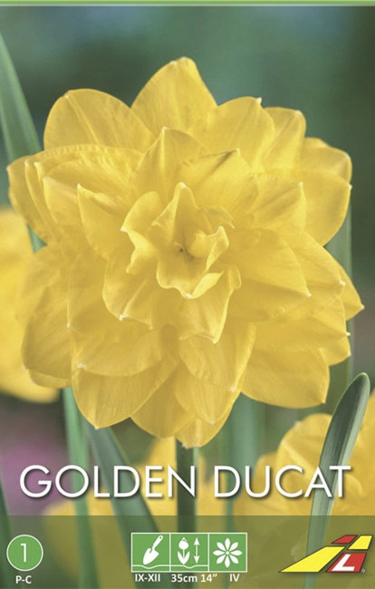Нарцисс Голден Дукат (Narcissus Golden Ducat), 3 шт (разбор 12/14)