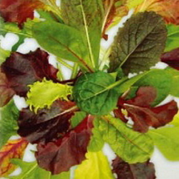 Салат Бейби Ливз Цветной, листовой (Вкуснятина!)