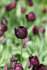 Тюльпан Куин оф Найт (Tulipa Queen of Night), 25 шт (разбор 12/14)