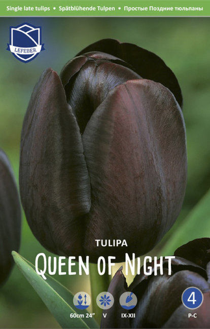 Тюльпан Куин оф Найт (Tulipa Queen of Night), 25 шт (разбор 12/14)