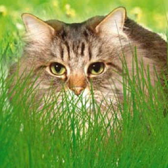 Трава для кошек Зеленые витамины