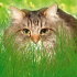 Трава для кошек Зеленые витамины